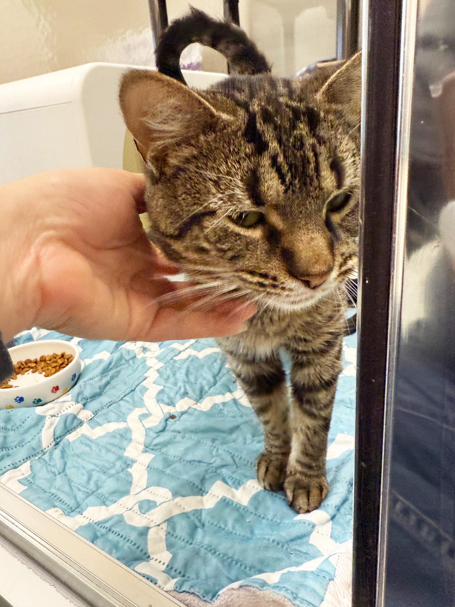 Enlarge Jack Frost - BIG SWEET LOVERBOY!, a ADOPTABLE Tabby in Oshkosh, WI image 3/6