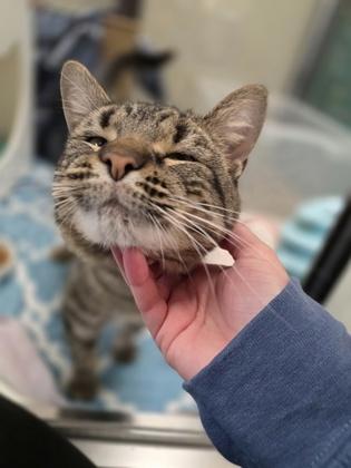 Enlarge Jack Frost - BIG SWEET LOVERBOY!, a ADOPTABLE Tabby in Oshkosh, WI image 4/6