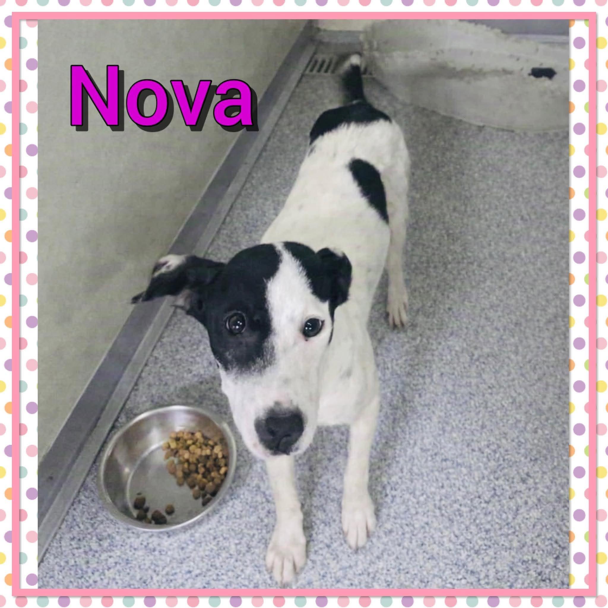 Nova, Adopted, Adult Female Terrier & Mixed Breed.