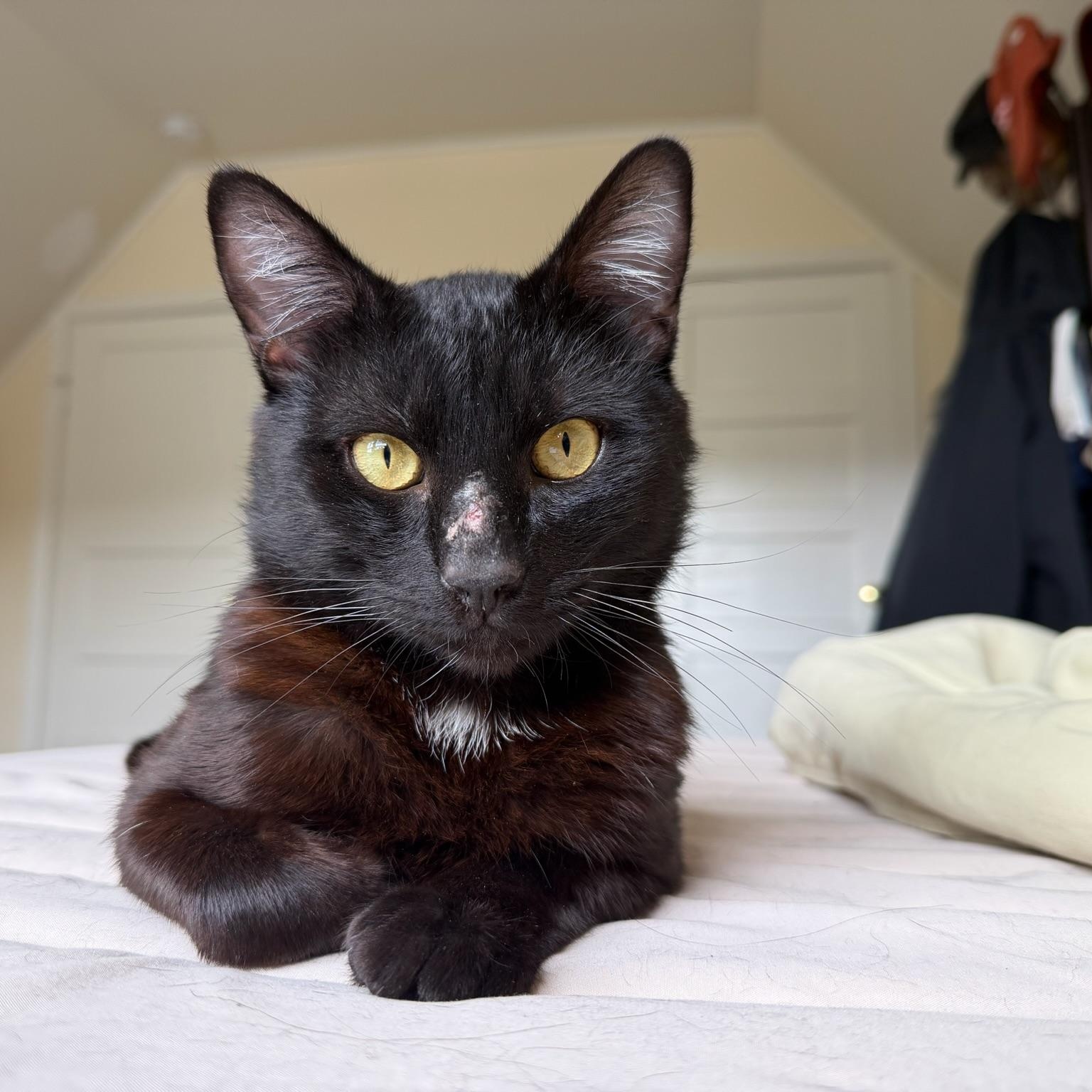 Woody, ADOPTABLE, Young Male Domestic Short Hair.