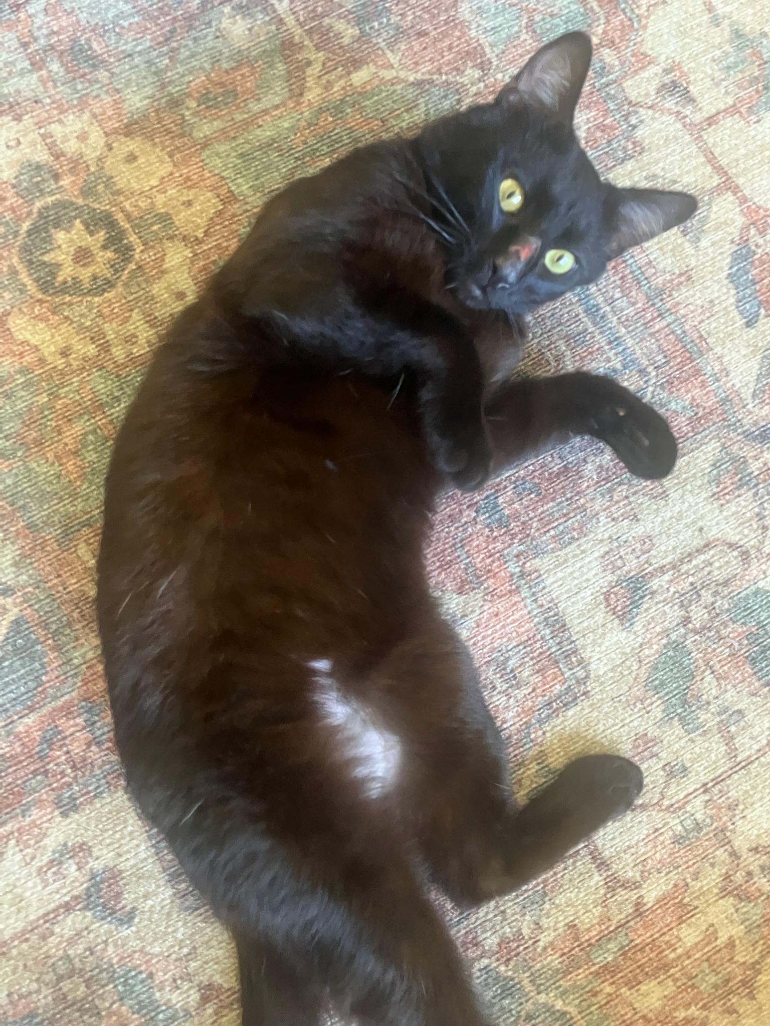 Enlarge Woody, a ADOPTABLE Domestic Short Hair in San Francisco, CA image 2/5