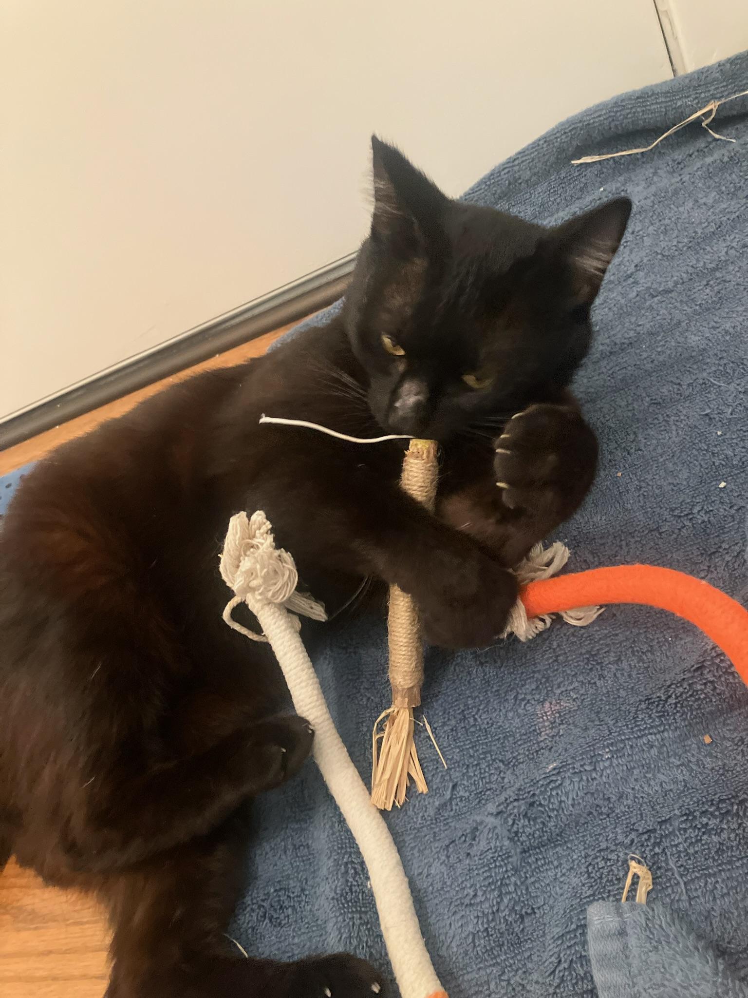 Enlarge Woody, a ADOPTABLE Domestic Short Hair in San Francisco, CA image 3/5