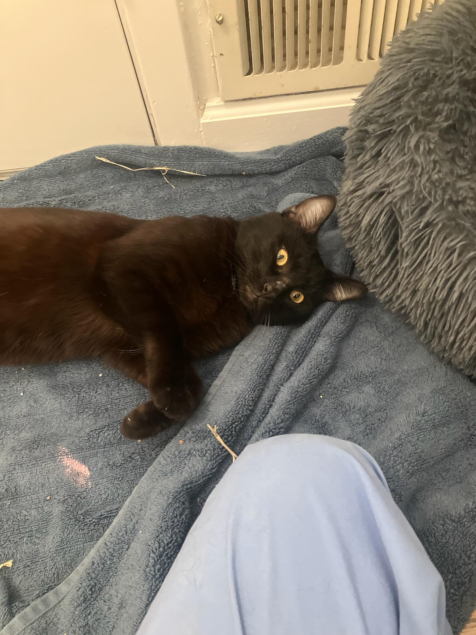 Enlarge Woody, a ADOPTABLE Domestic Short Hair in San Francisco, CA image 4/5