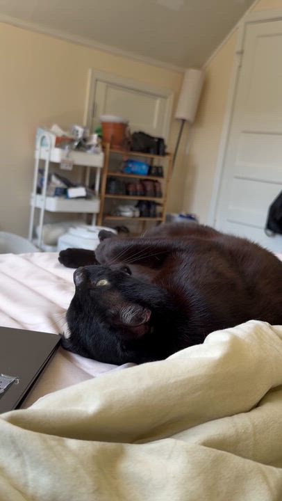 Enlarge Woody, a ADOPTABLE Domestic Short Hair in San Francisco, CA video 5/5