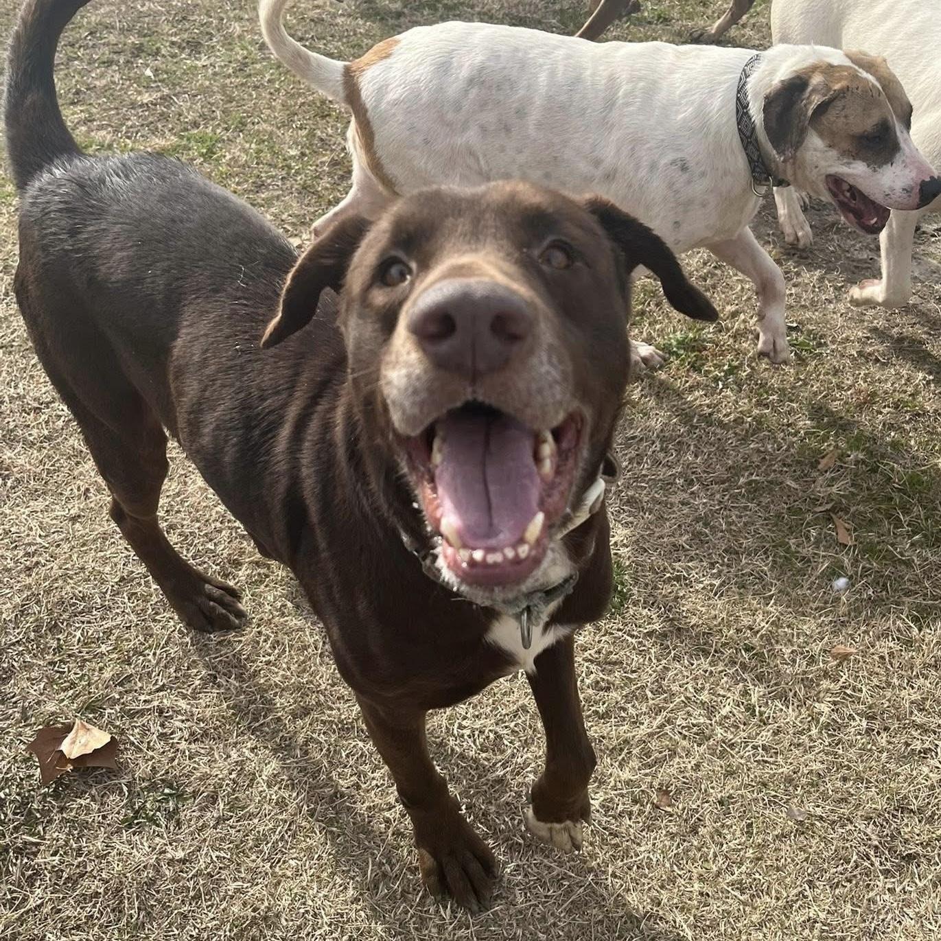 Enlarge Buddy, a Adoptable mixed breed in New York, NY image 5/6