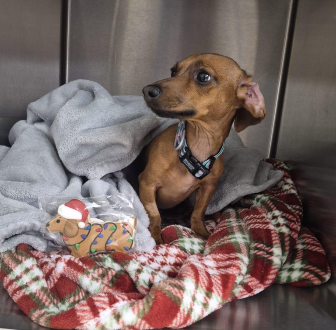 Enlarge Chorizo , an adopted Dachshund in Lima, OH image 1/2