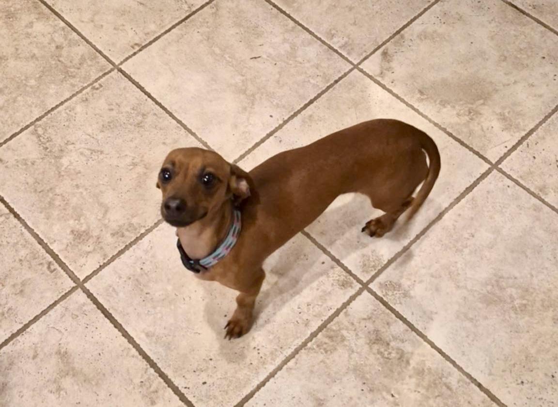 Enlarge Chorizo , an adopted Dachshund in Lima, OH image 2/2