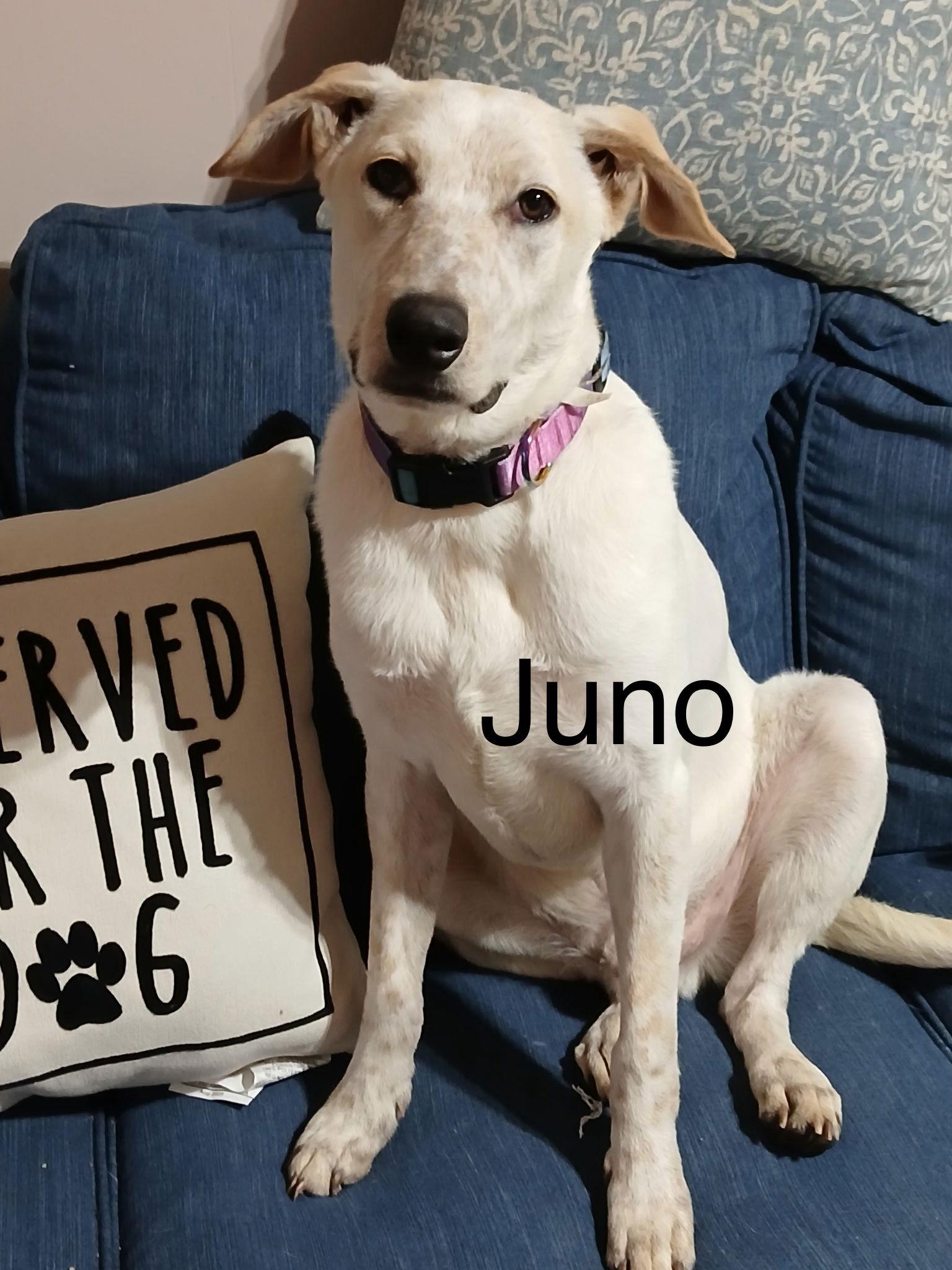 Juno, a Adoptable Cattle Dog in Topeka, KS image 1/2