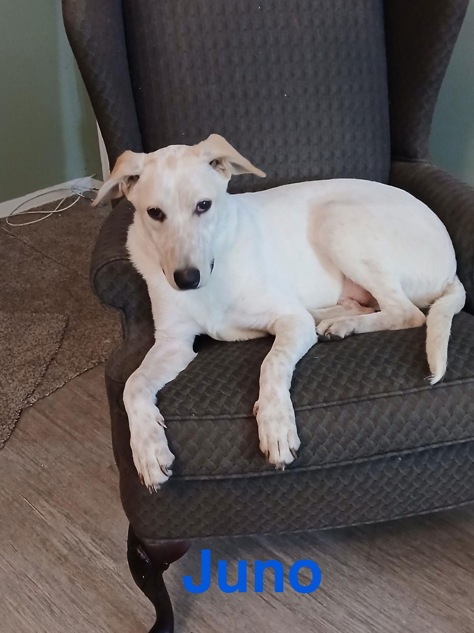 Juno, a Adoptable Cattle Dog in Topeka, KS image 2/2