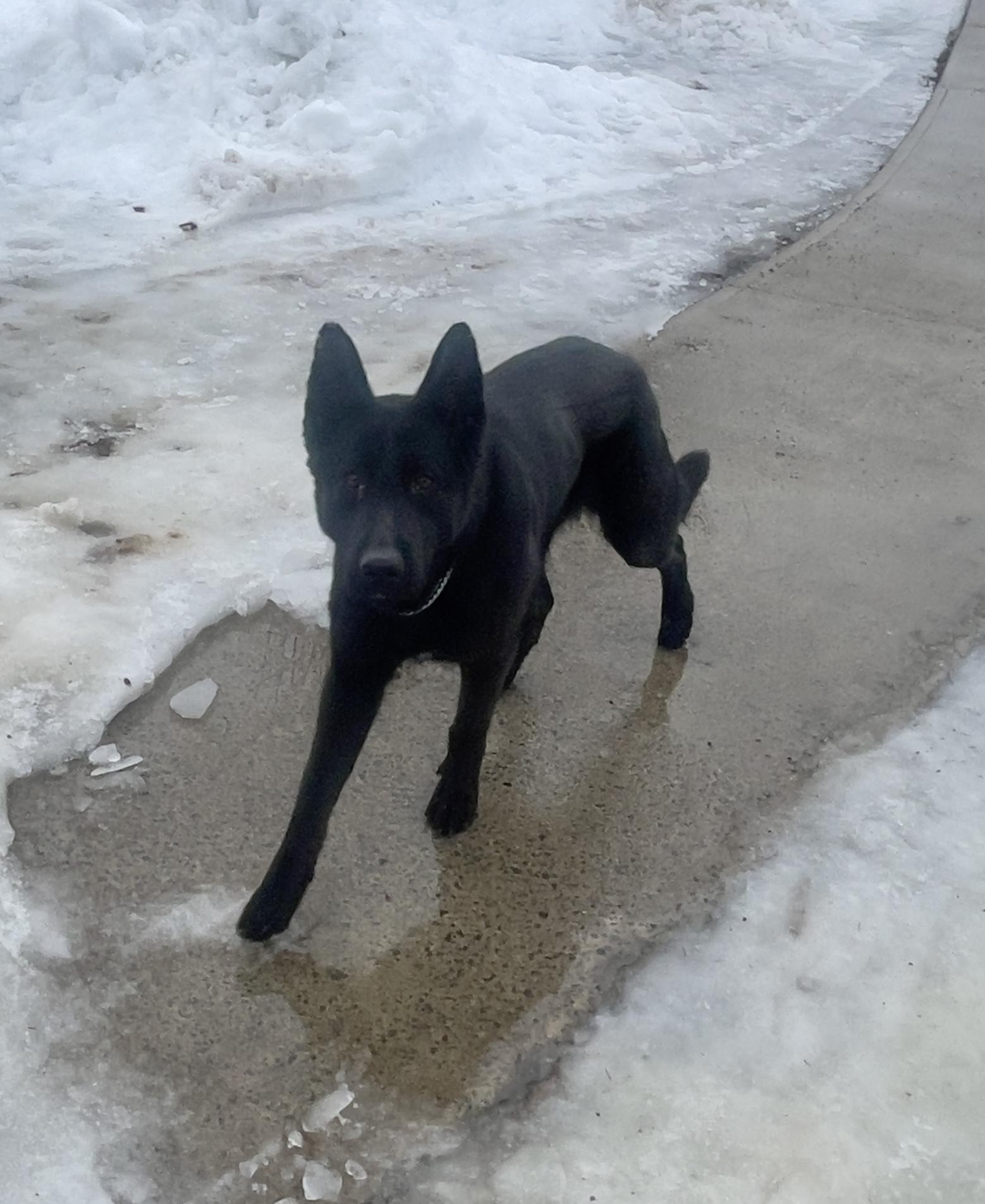 Lexi, an adopted German Shepherd Dog in Vaudreuil-Dorion, QC image 2/2