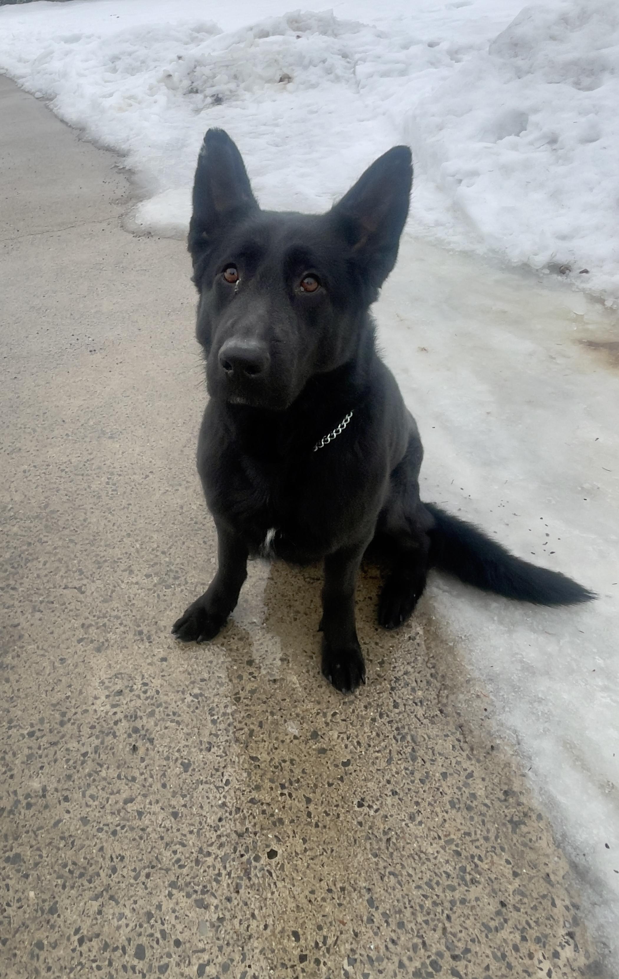 Lexi, an adopted German Shepherd Dog in Vaudreuil-Dorion, QC image 1/2