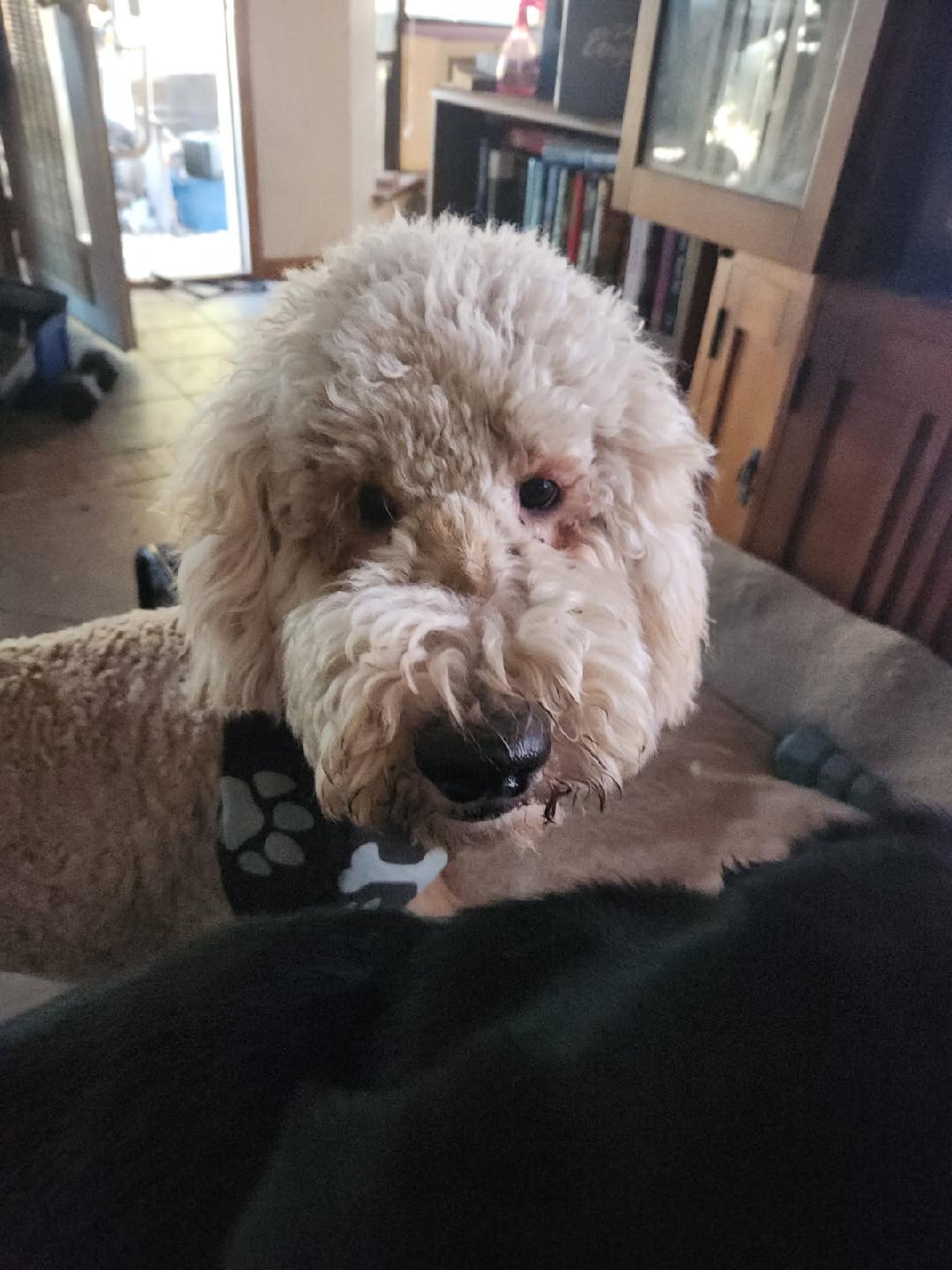 Fred, an adoptable Goldendoodle in Mary Esther, FL, 32569 | Photo Image 3