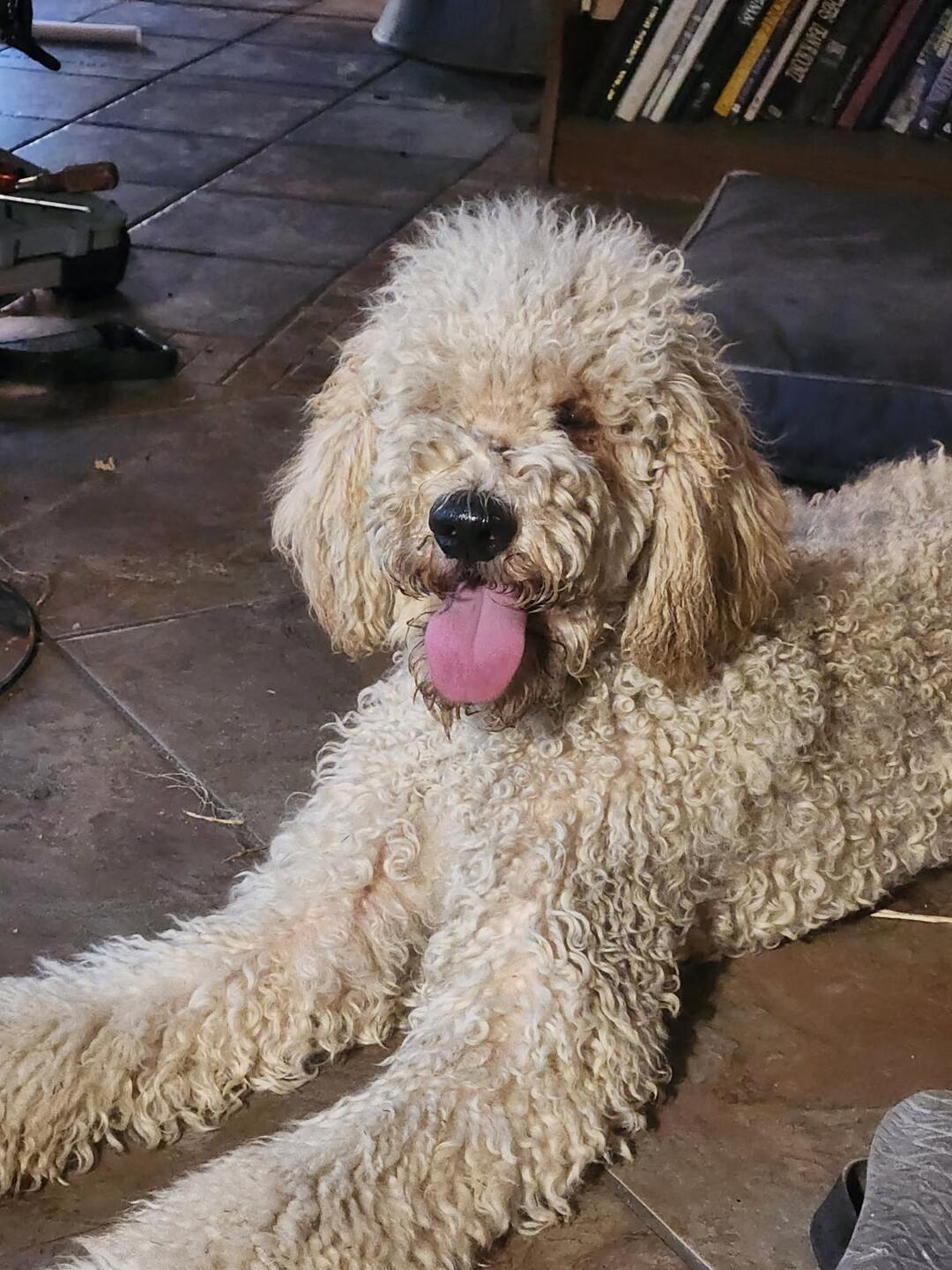 Fred, an adoptable Goldendoodle in Mary Esther, FL, 32569 | Photo Image 4