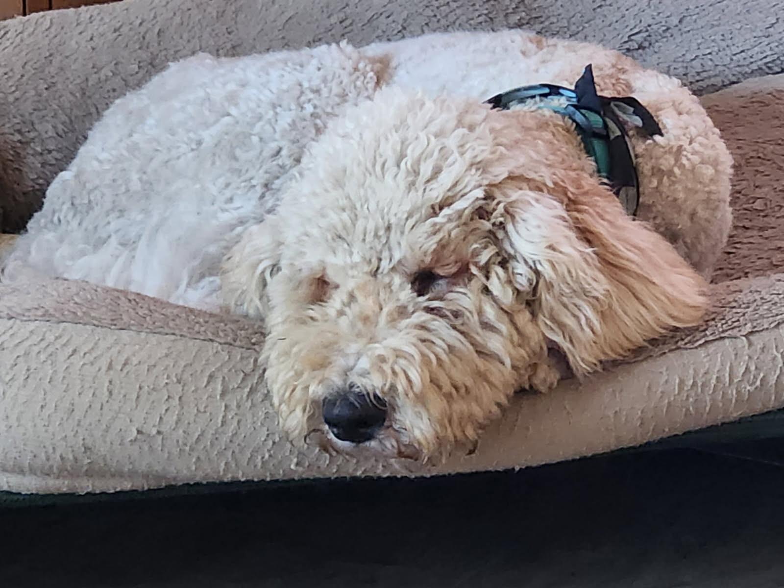 Fred, a Adoptable mixed breed in Mary Esther, FL image 2/6