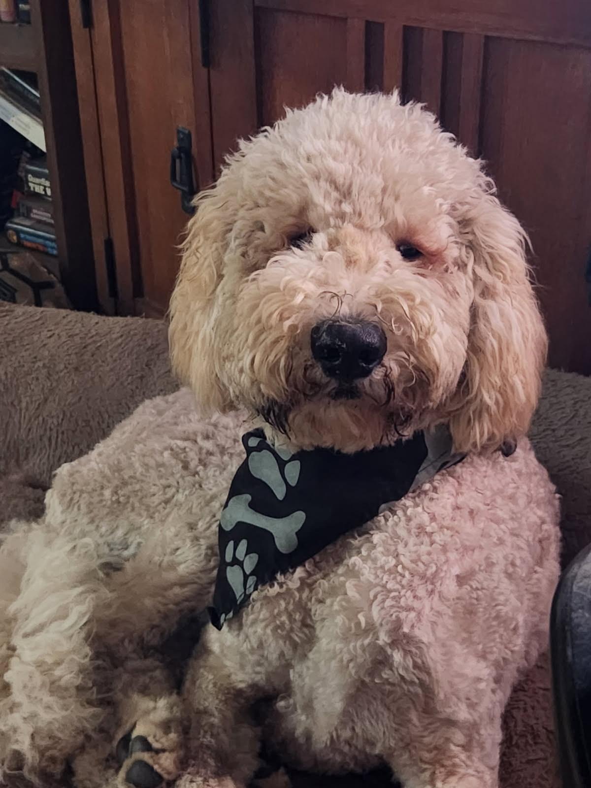 Fred, Adoptable, Puppy Male Goldendoodle.