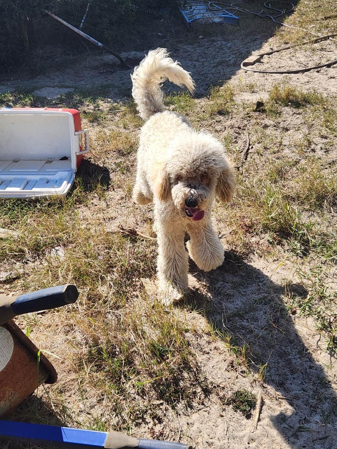 Fred, a Adoptable mixed breed in Mary Esther, FL image 6/6