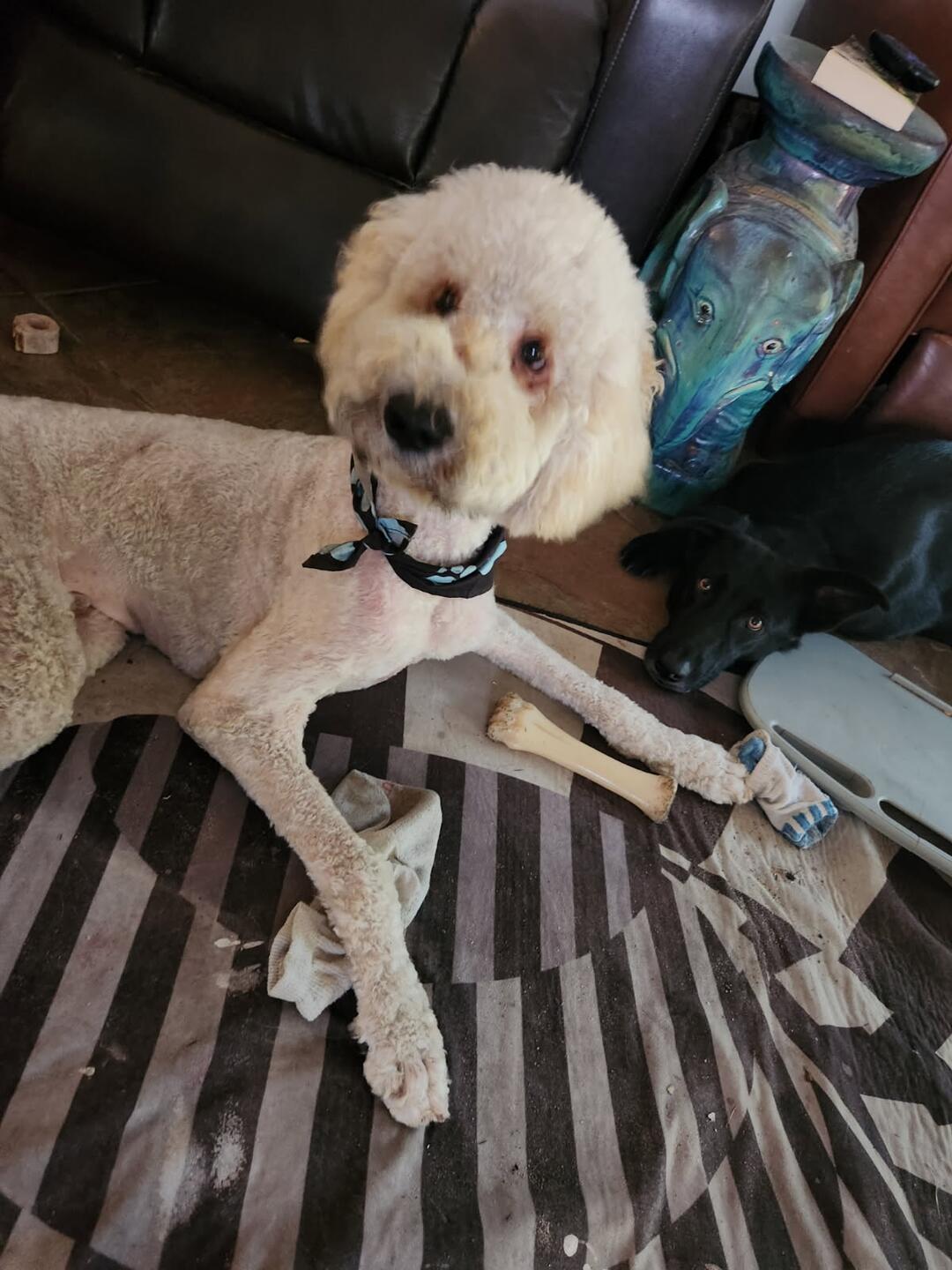 Fred, an adoptable Goldendoodle in Mary Esther, FL, 32569 | Photo Image 1