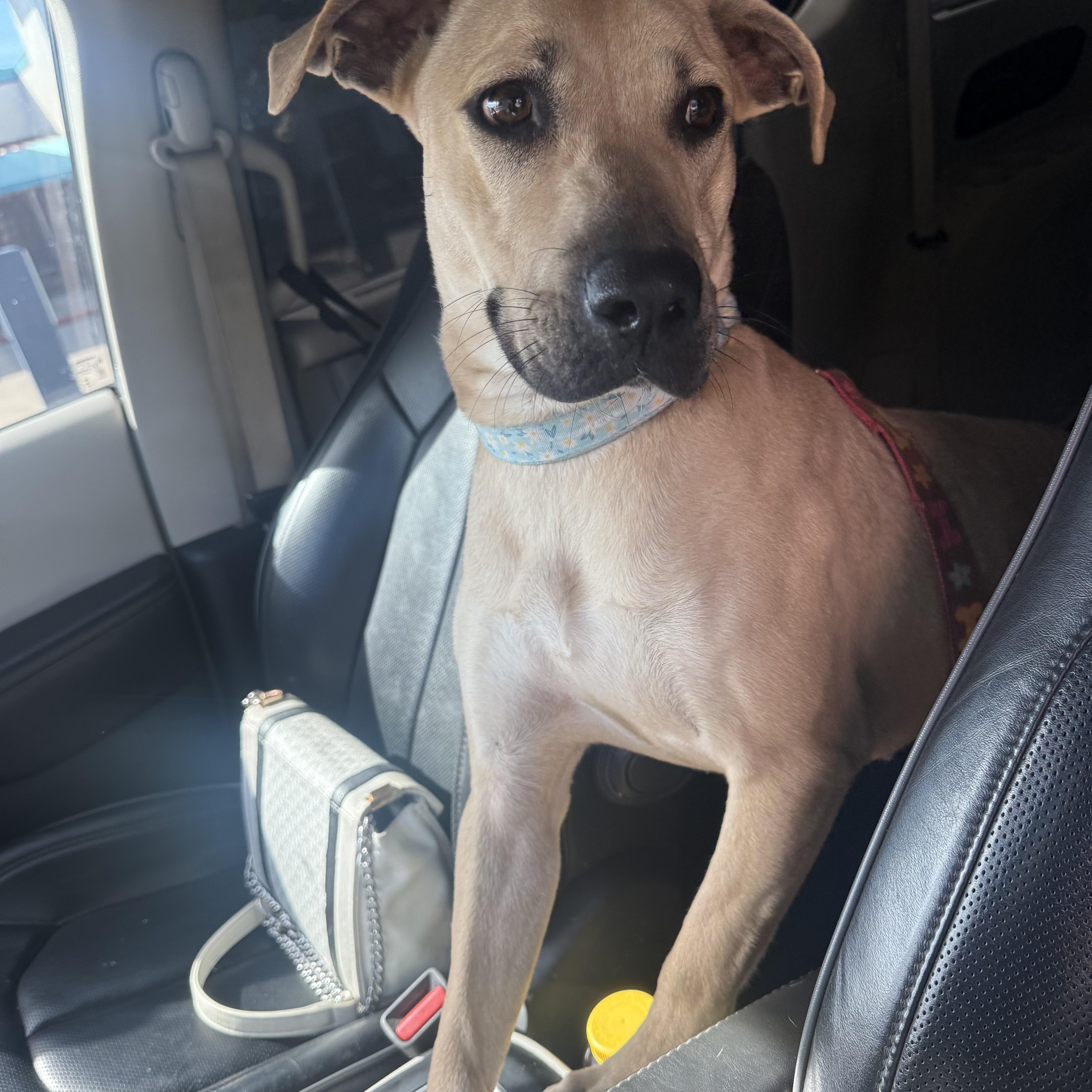 Latte — thumbnail 4