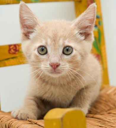 Leroy Brown is a baby LOVER!  He will make u the luckiest mom or Tabby Cat