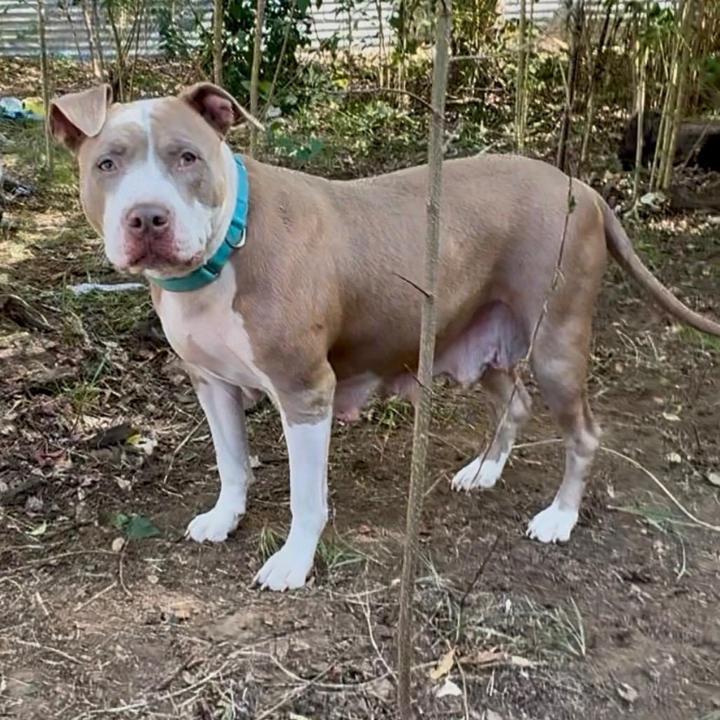 Enlarge Fiona, a ADOPTABLE mixed breed in Boston, MA image 3/6