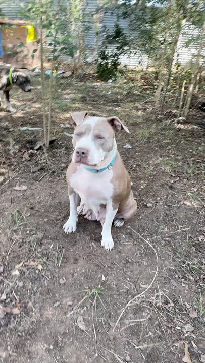 Enlarge Fiona, a ADOPTABLE mixed breed in Boston, MA video 2/6