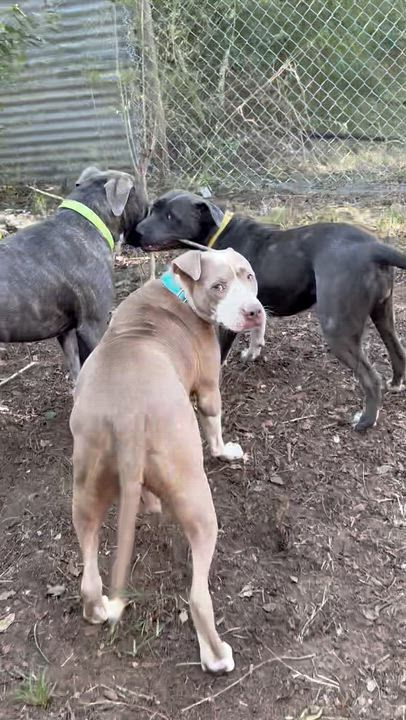 Enlarge Fiona, a ADOPTABLE mixed breed in Boston, MA video 4/6