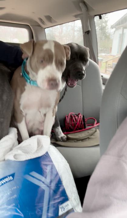 Enlarge Fiona, a ADOPTABLE mixed breed in Boston, MA video 6/6