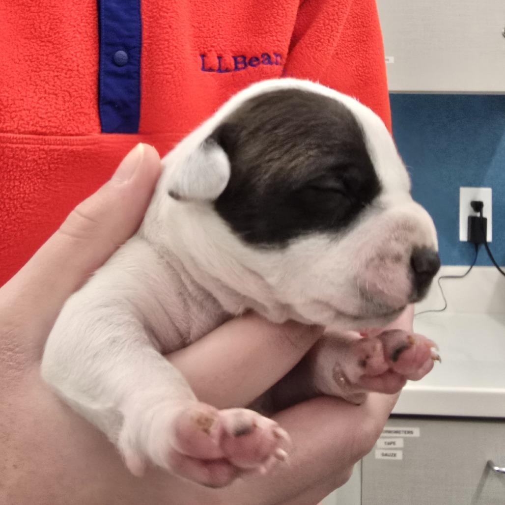 Kadet — thumbnail 2