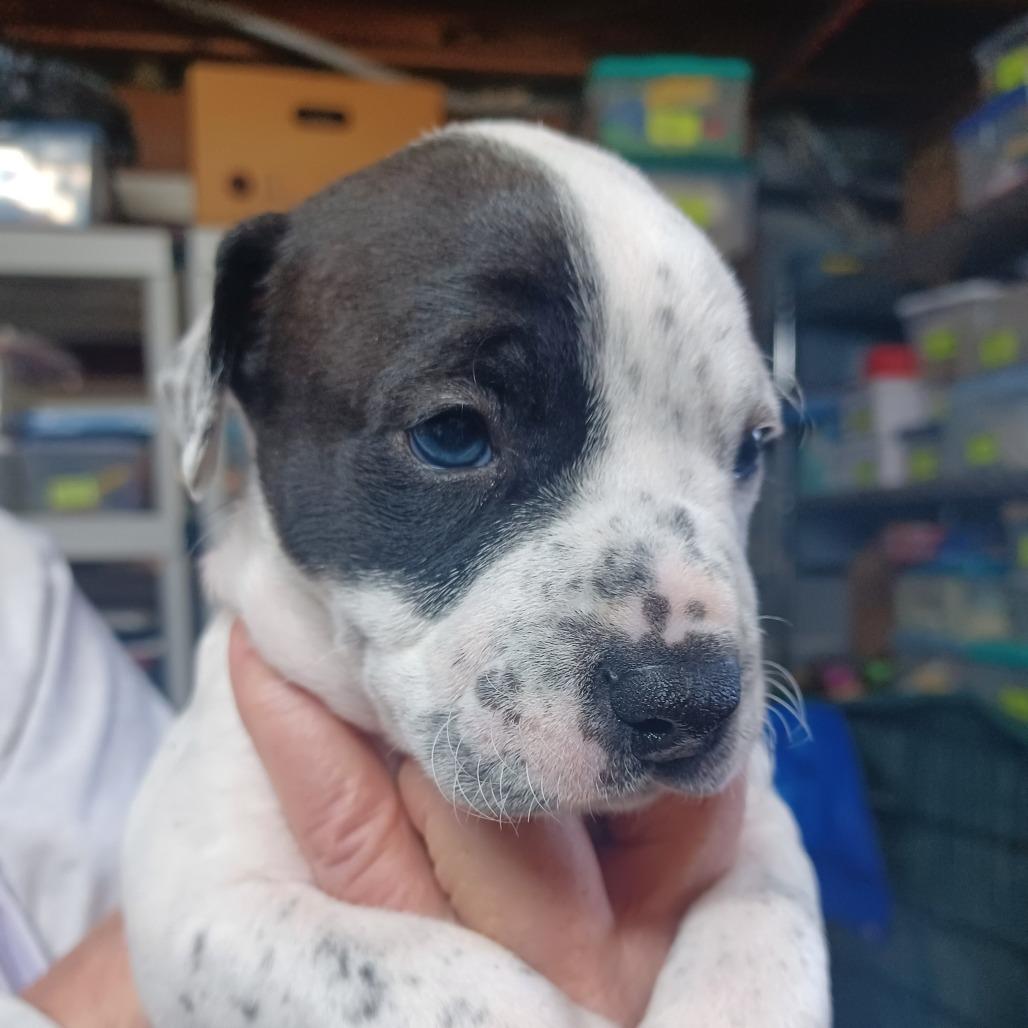 Kadet — thumbnail 3