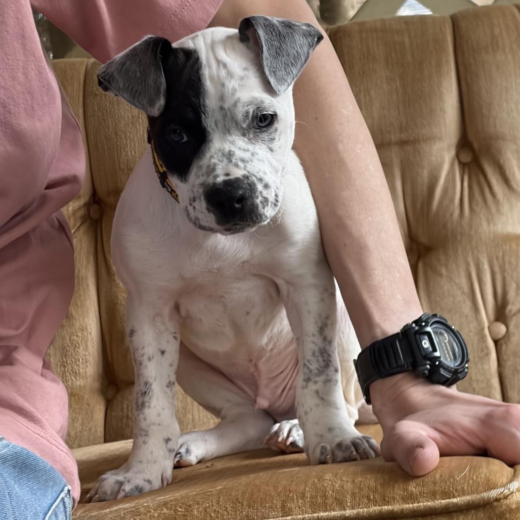 Kadet — thumbnail 4