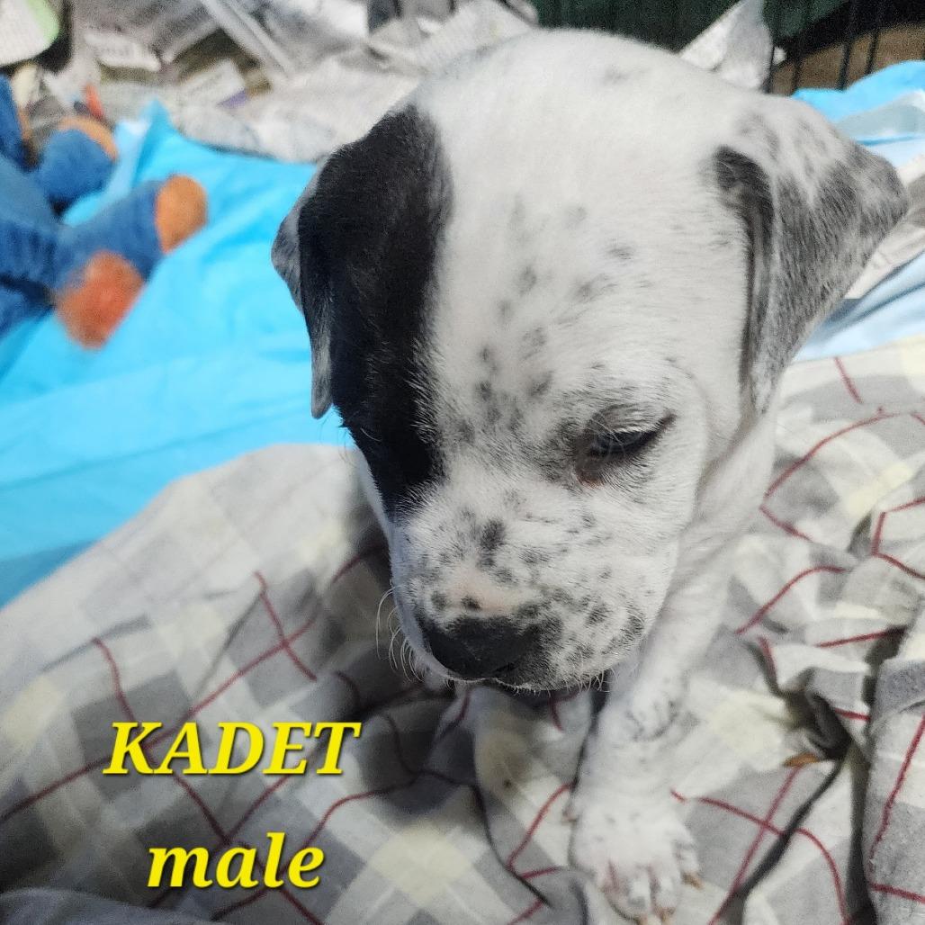 Kadet — thumbnail 5