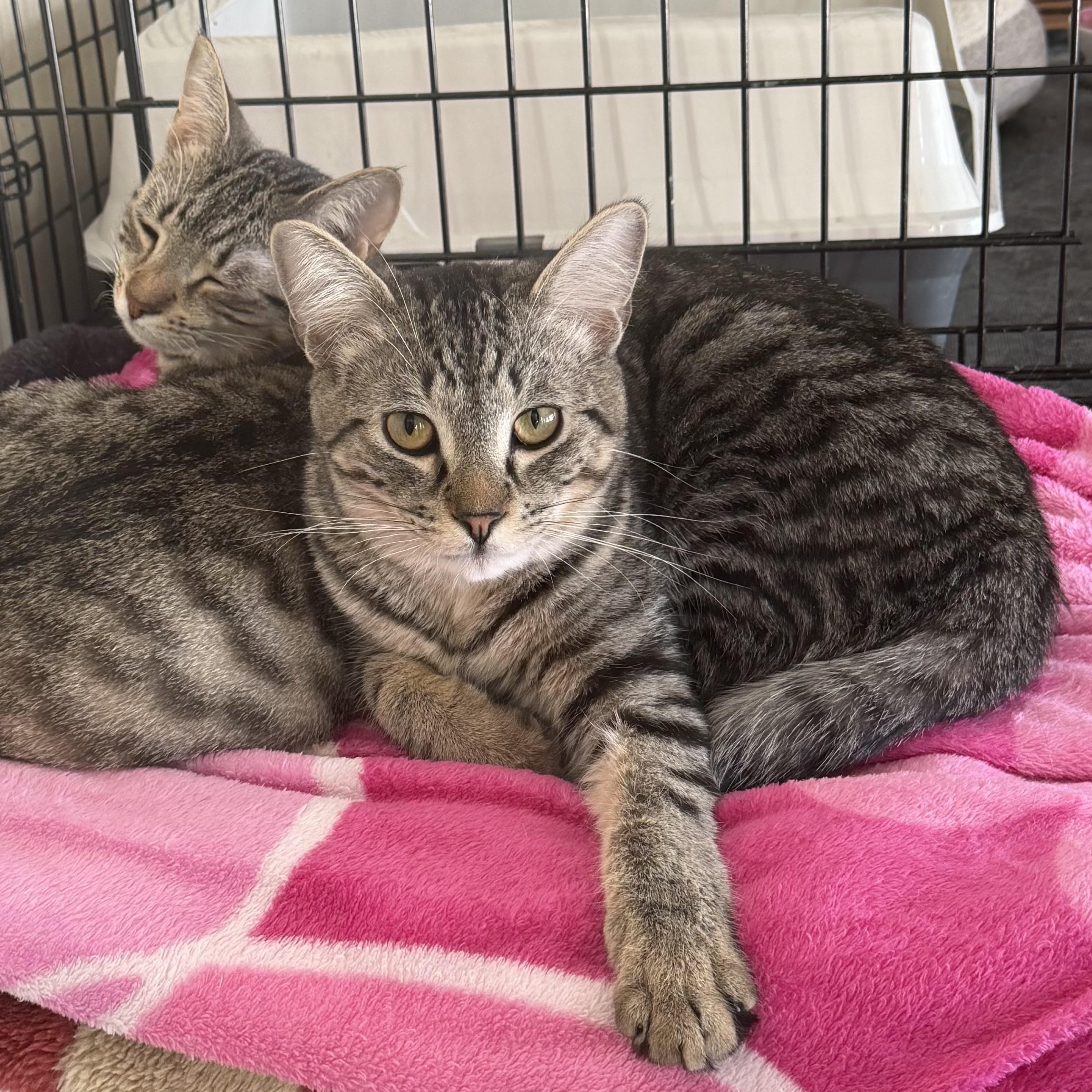 Telly, ADOPTABLE, Kitten Male Domestic Short Hair.