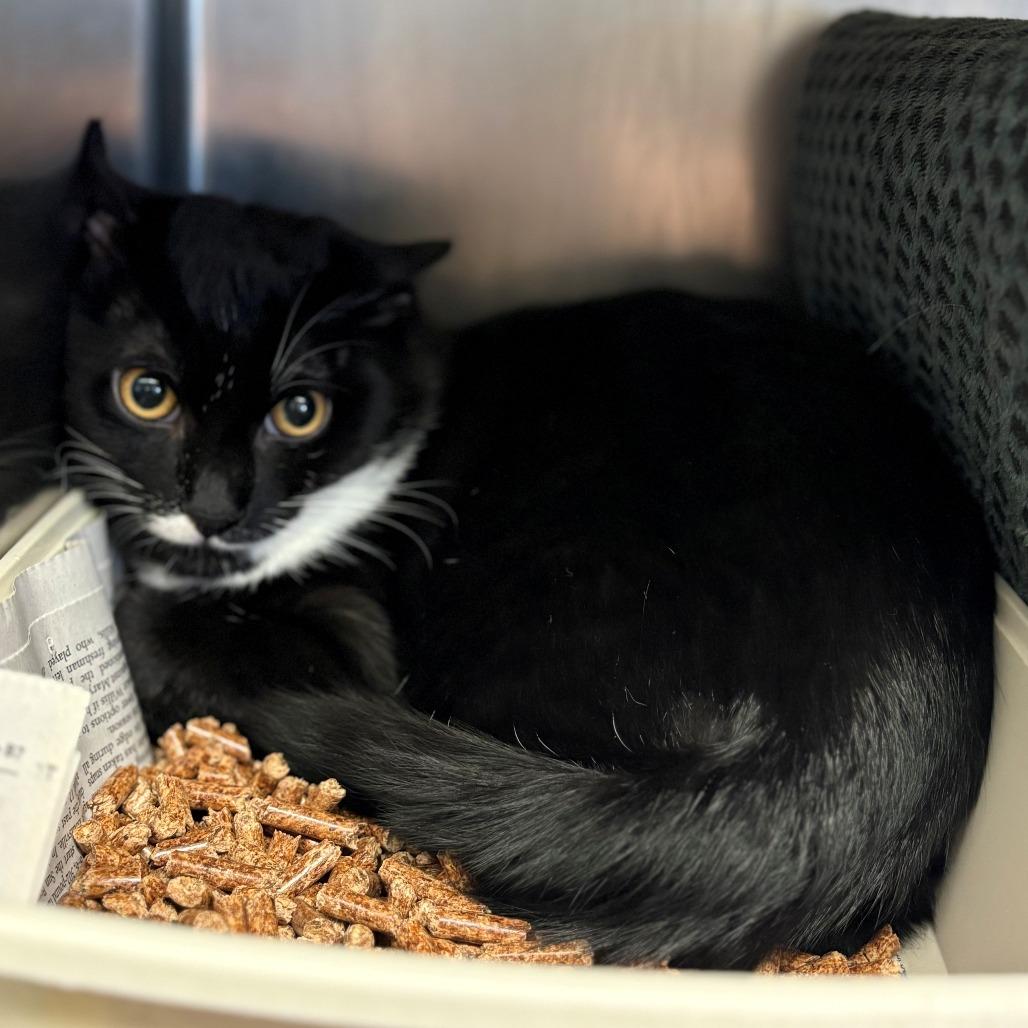 Enlarge Badger, a Adoptable Domestic Short Hair in Chehalis, WA image 1/2