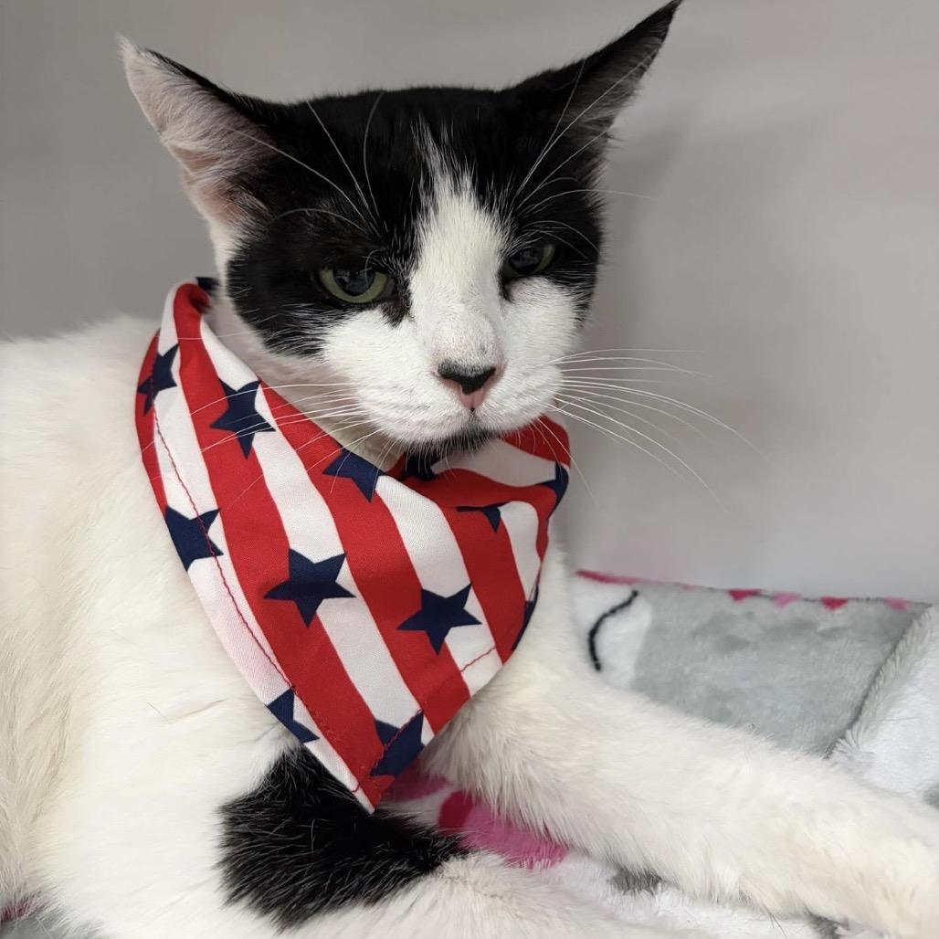 Aloka, Adoptable, Adult Female Domestic Short Hair.