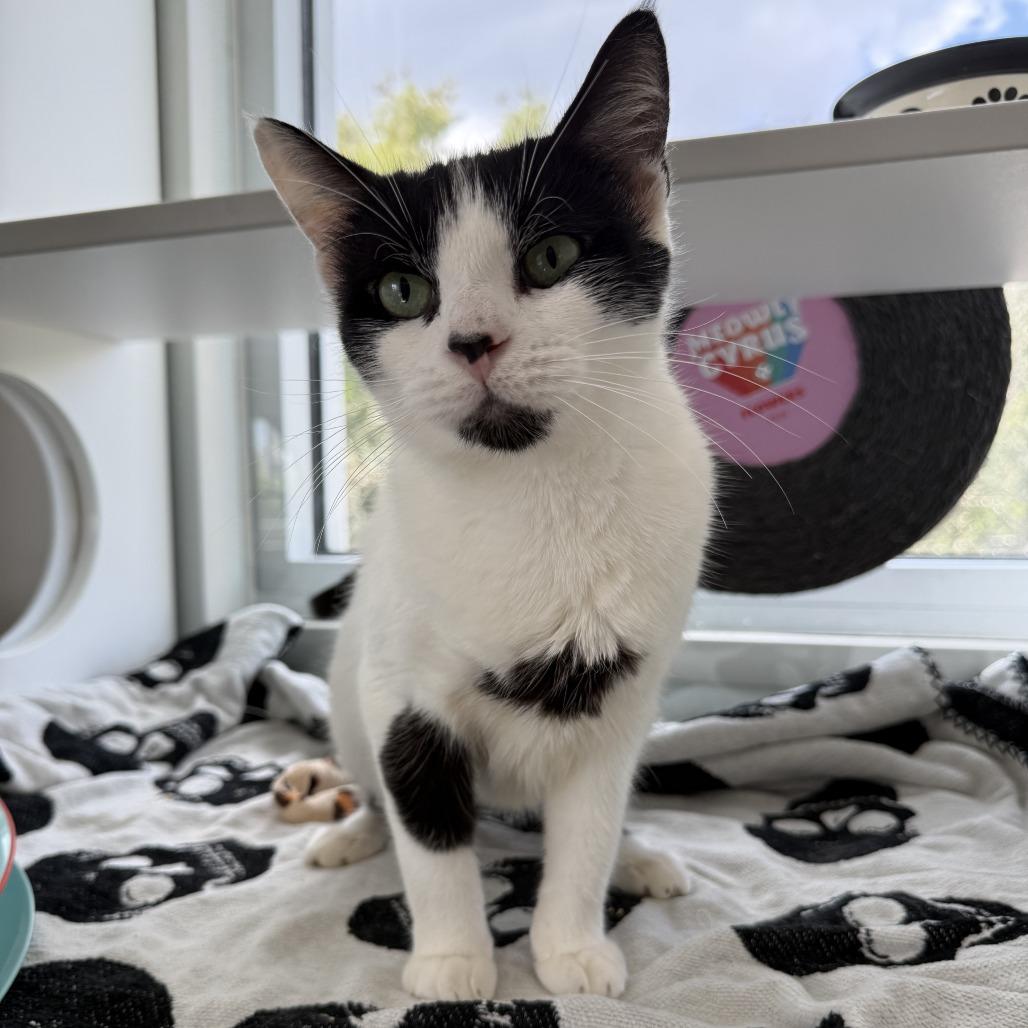 Enlarge Aloka, a Adoptable Domestic Short Hair in Jupiter, FL image 1/1