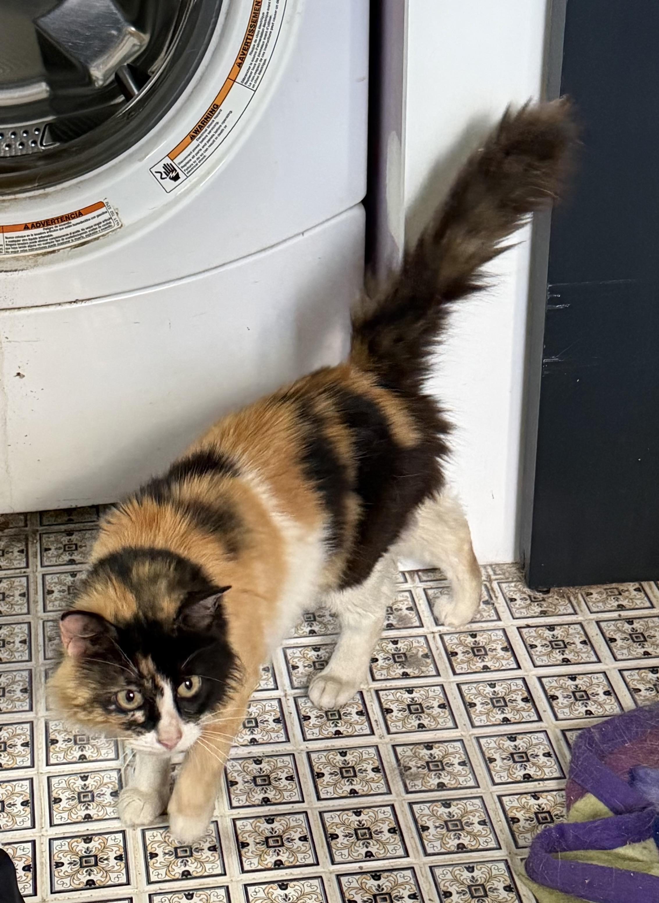 MILLIE, a ADOPTABLE mixed breed in Churchville, PA image 4/6