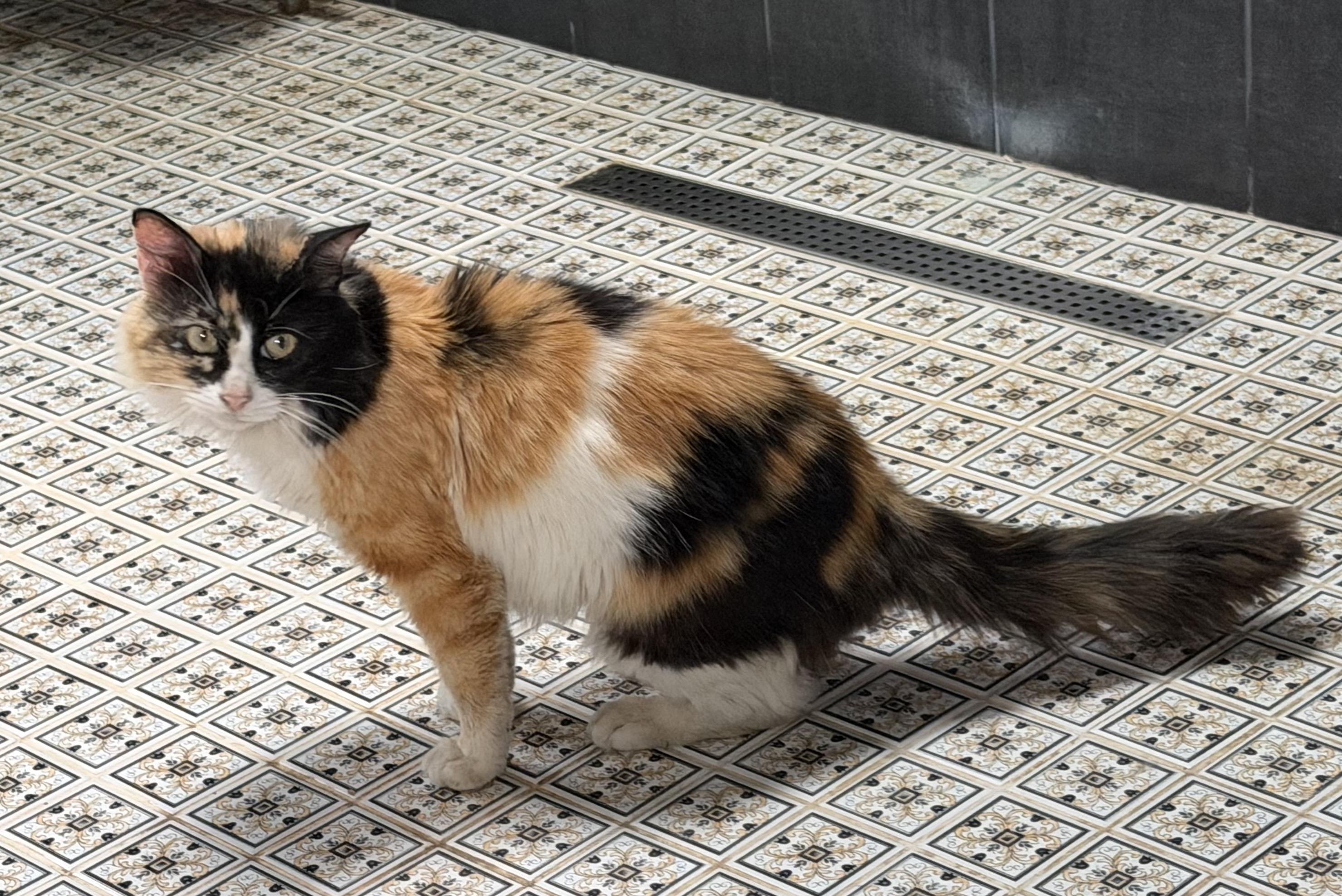 MILLIE, ADOPTABLE, Young Female Maine Coon & Calico.