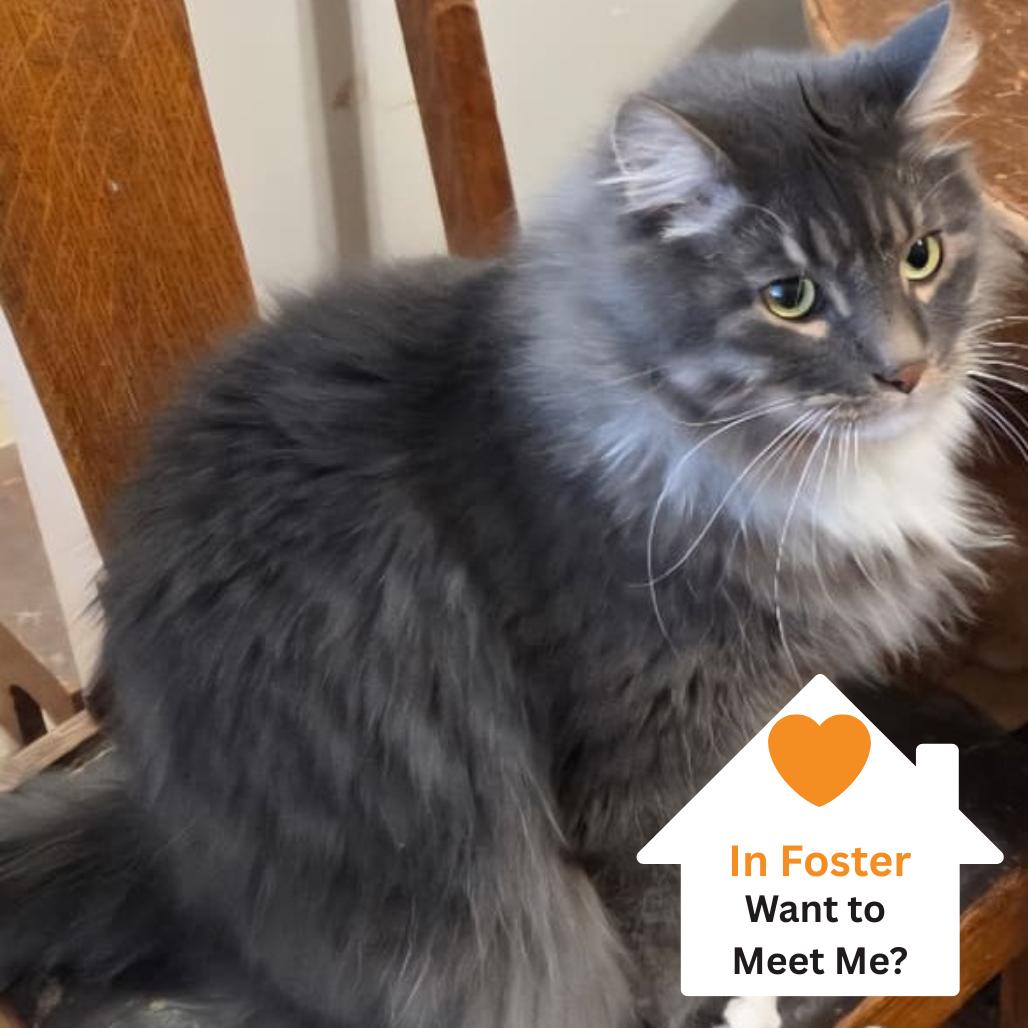 Hagrid — thumbnail 4