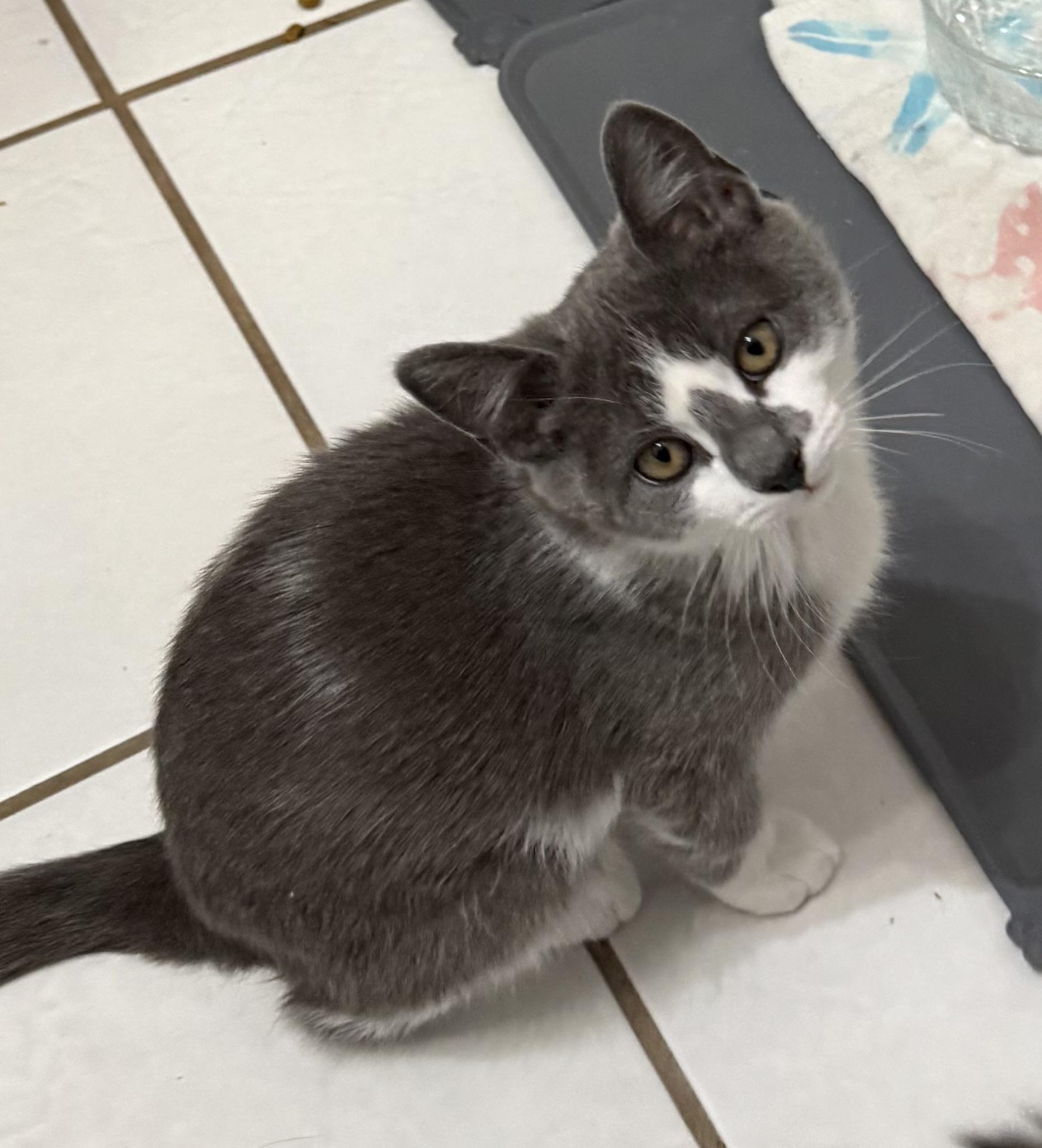 Magik, Adopted, Young Female Domestic Short Hair.