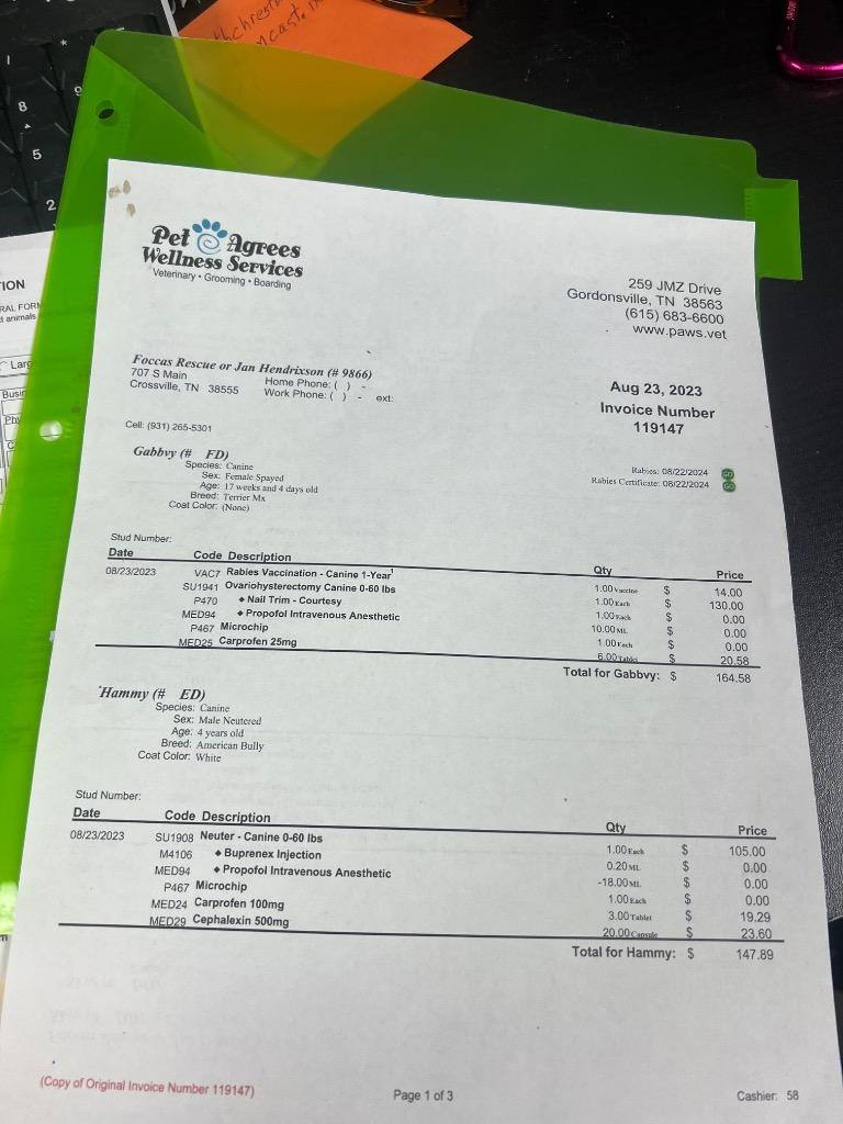 GABBY, Adoptable, Puppy Female Irish Wolfhound & Mixed Breed.