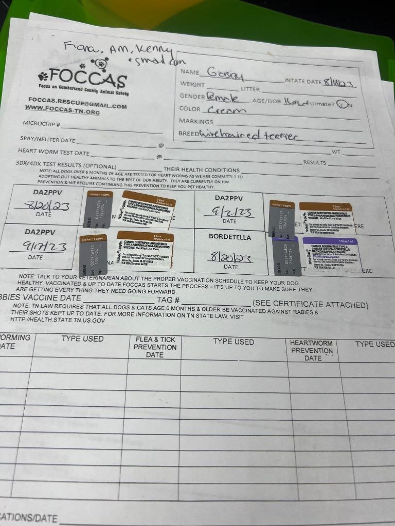 GABBY, a Adoptable mixed breed in Crossville, TN image 2/6