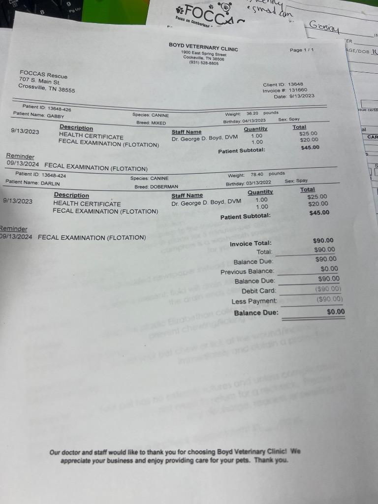 GABBY, a Adoptable mixed breed in Crossville, TN image 3/6