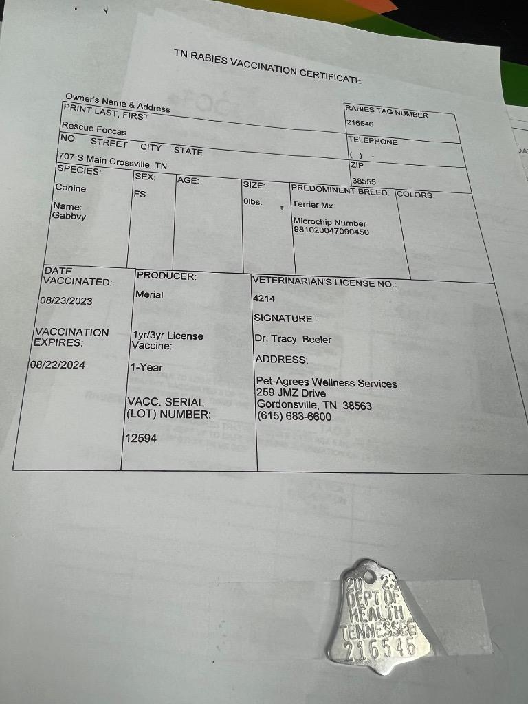 GABBY, a Adoptable mixed breed in Crossville, TN image 4/6