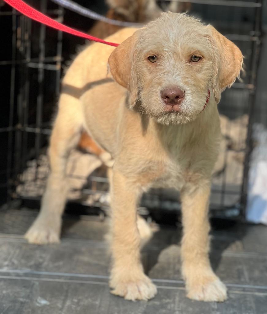 GABBY, a Adoptable mixed breed in Crossville, TN image 6/6