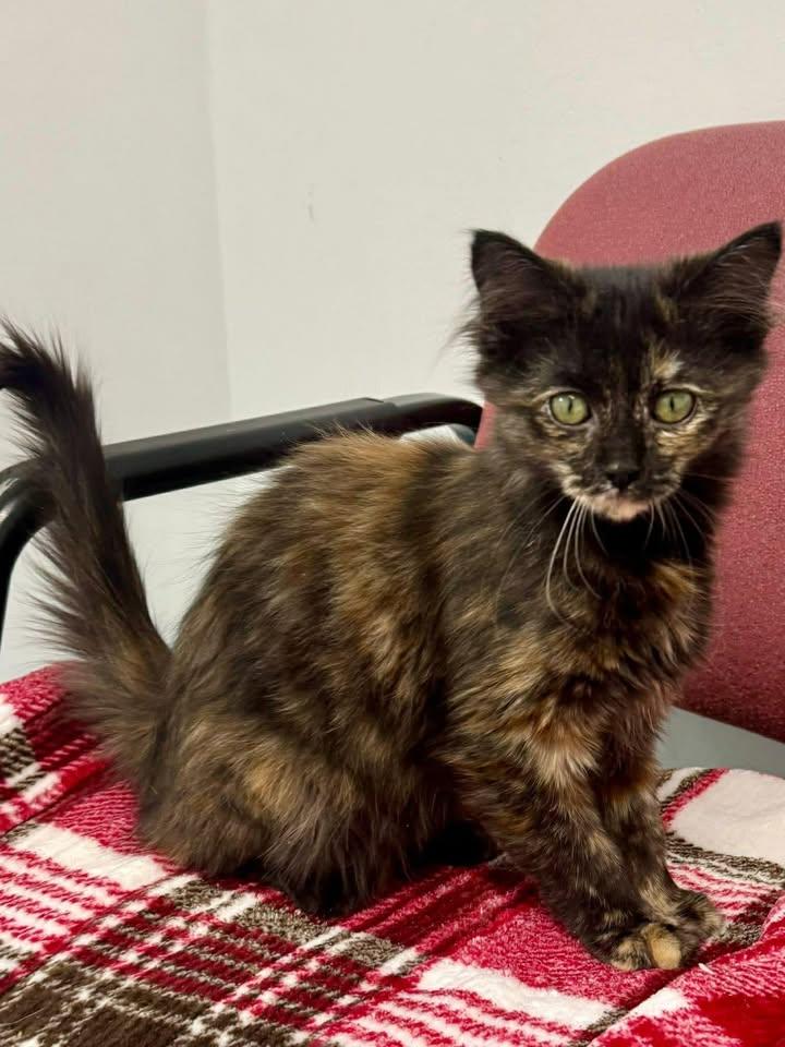 Enlarge Walnut, an adopted Tortoiseshell in Shelby, MI image 1/1