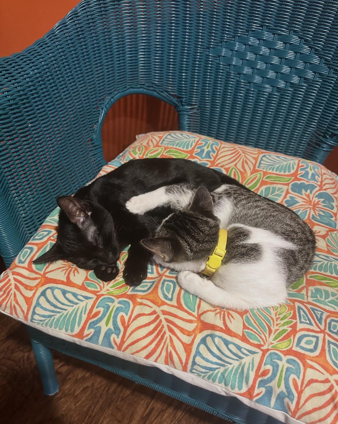 Enlarge Corn Dog, an adopted Domestic Short Hair in The Colony, TX image 3/3