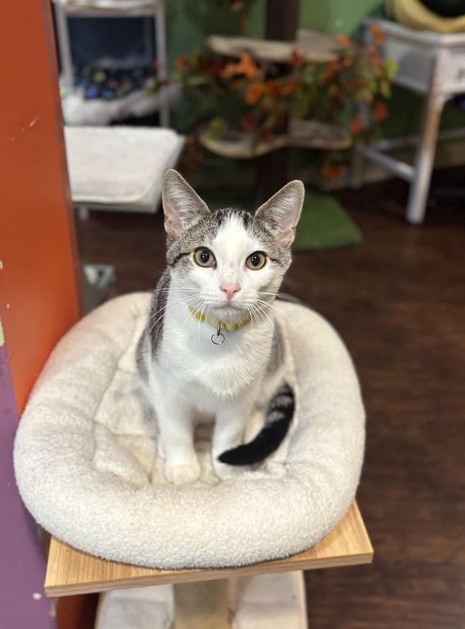 Corn Dog, adopted, Kitten Male Domestic Short Hair.