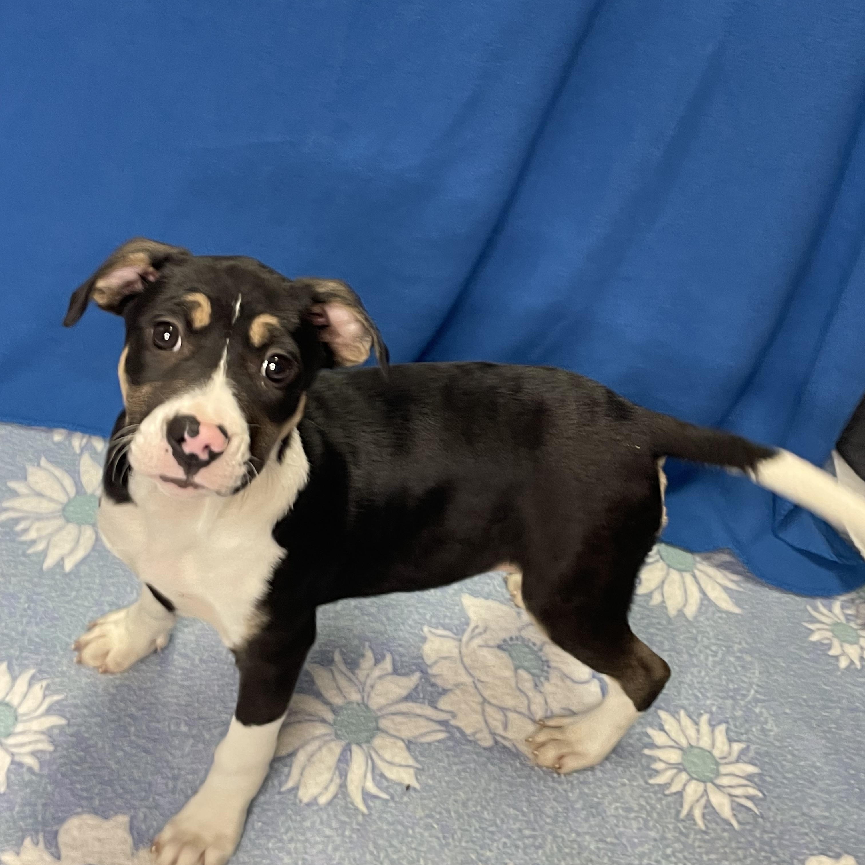 Phoenix, an adopted mixed breed in Lacon, IL image 2/3
