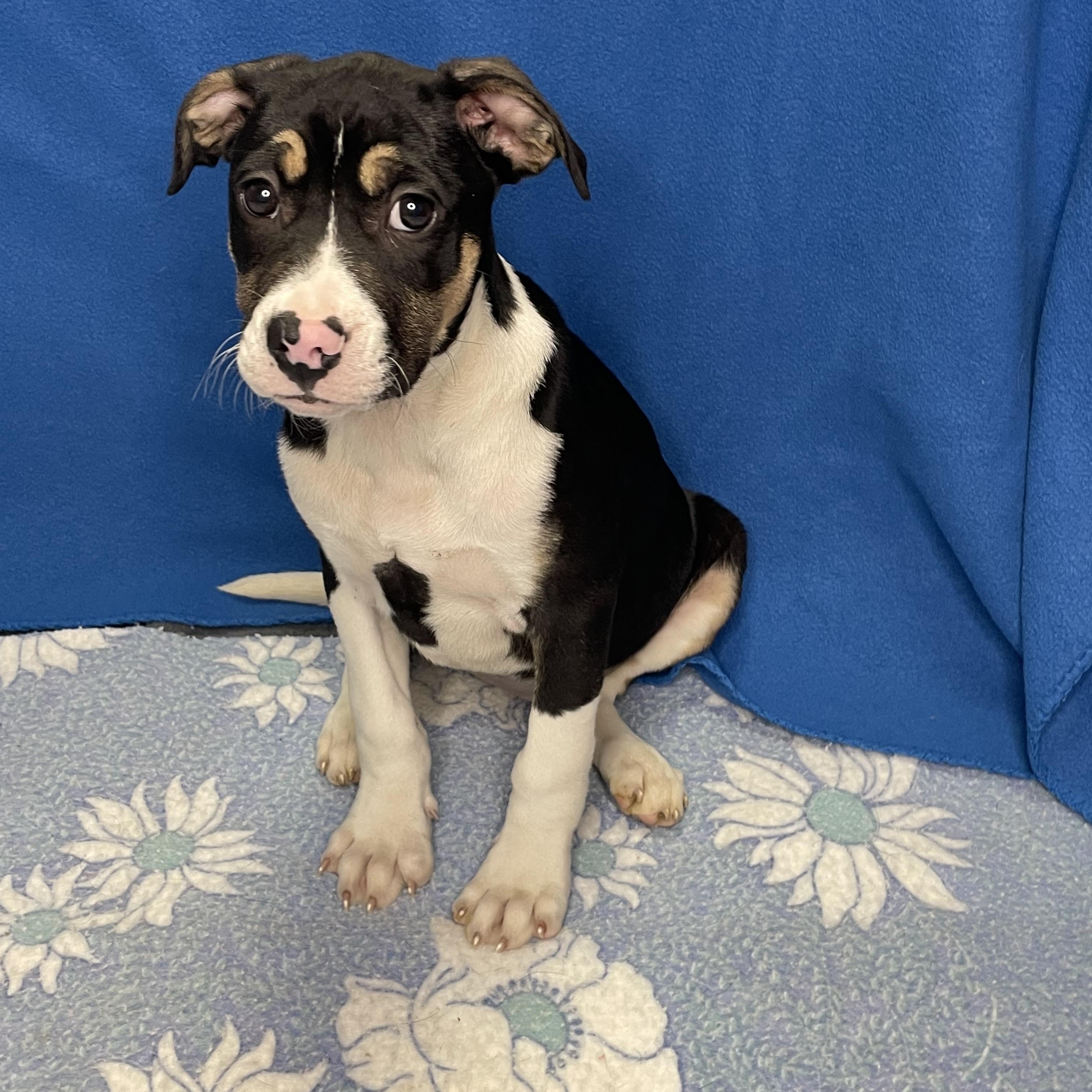 Phoenix, an adopted mixed breed in Lacon, IL image 3/3