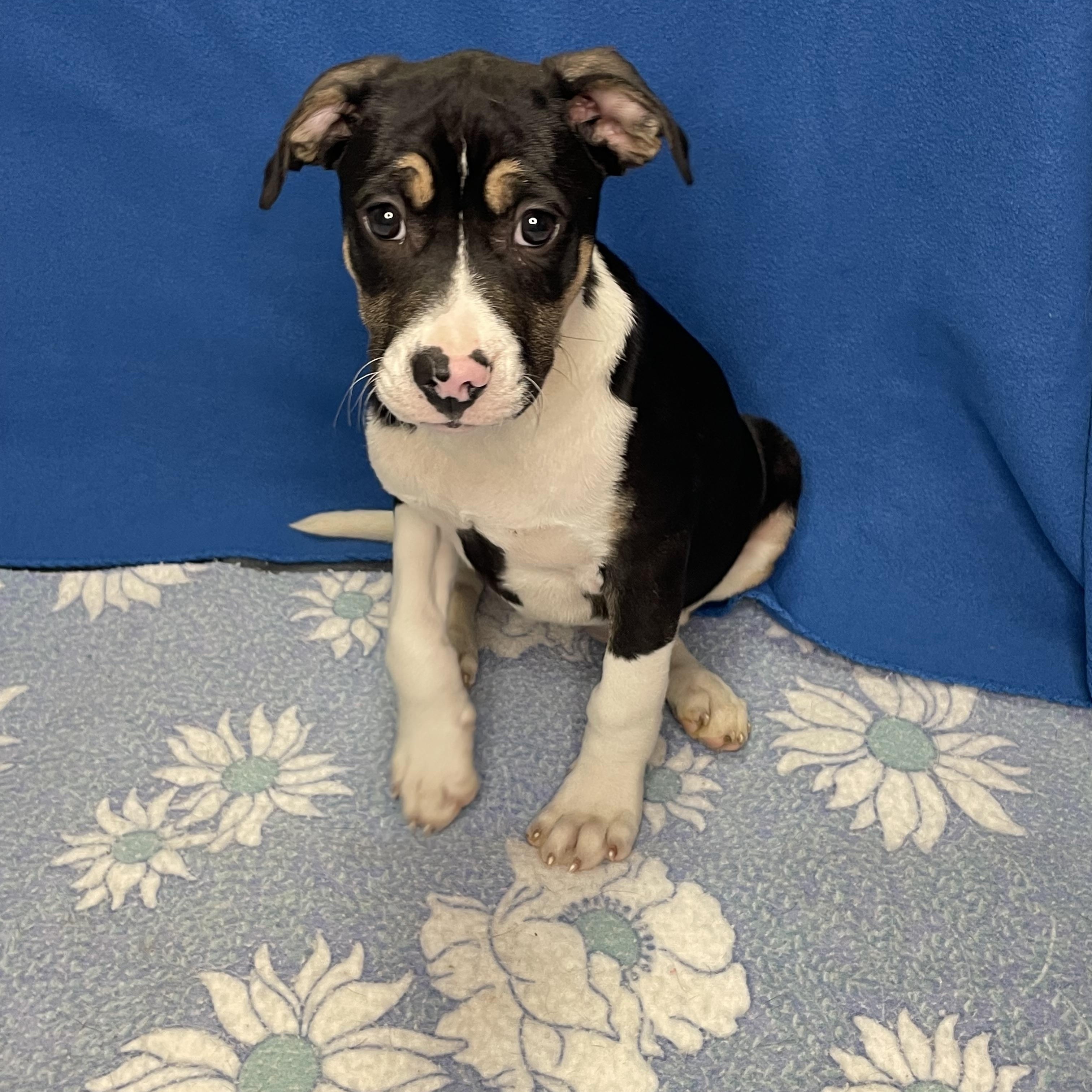 Phoenix, adopted, Puppy Female Pit Bull Terrier.